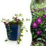 Vinca minor 'Atropurpurea' - paarse maagdenpalm - 6 planten