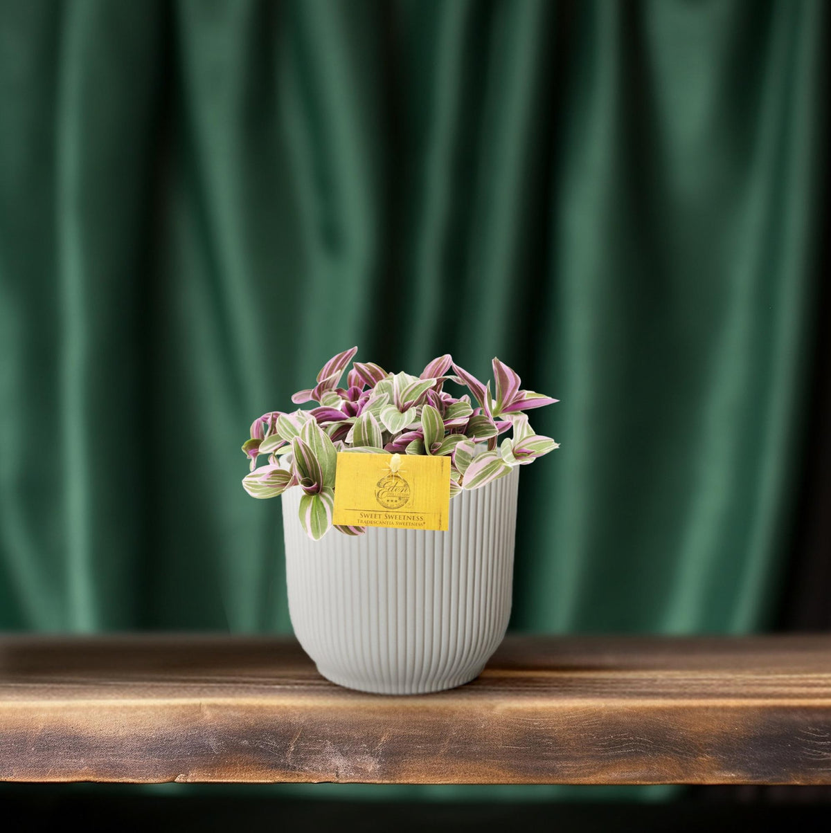 Productfoto van Tradescantia Sweetness
