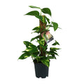 Productfoto van Scindapsus Epipremnum