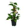 Scindapsus Epipremnum