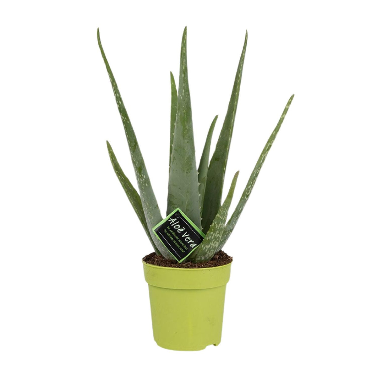 Productfoto van Aloe Vera