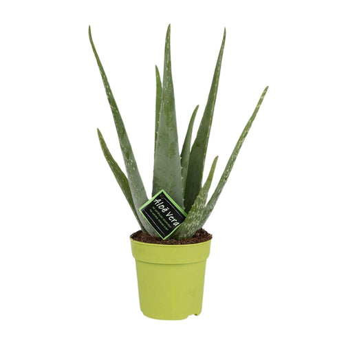 Productfoto van Aloe Vera