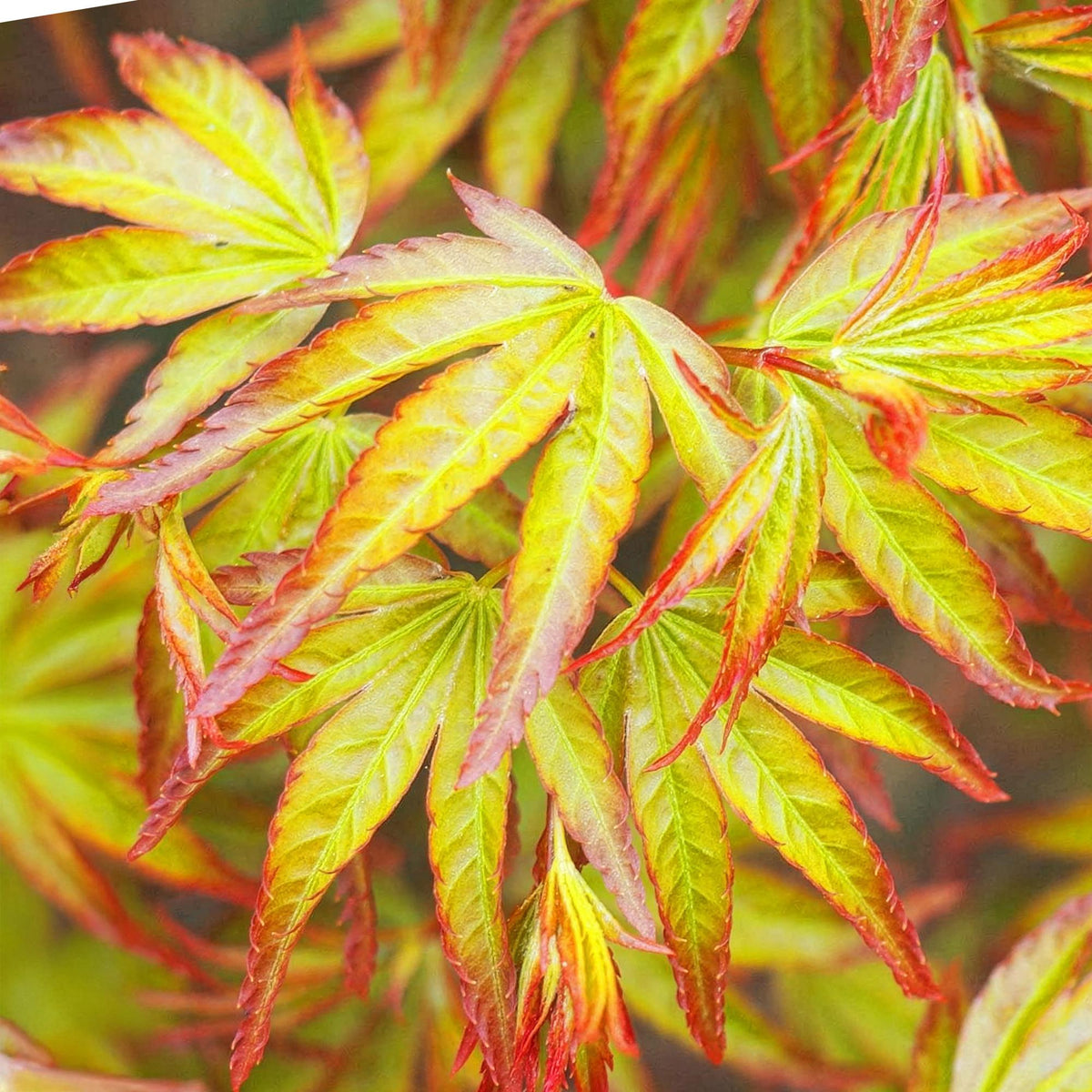 Acer palmatum Little Princess, geschikte tuinplant