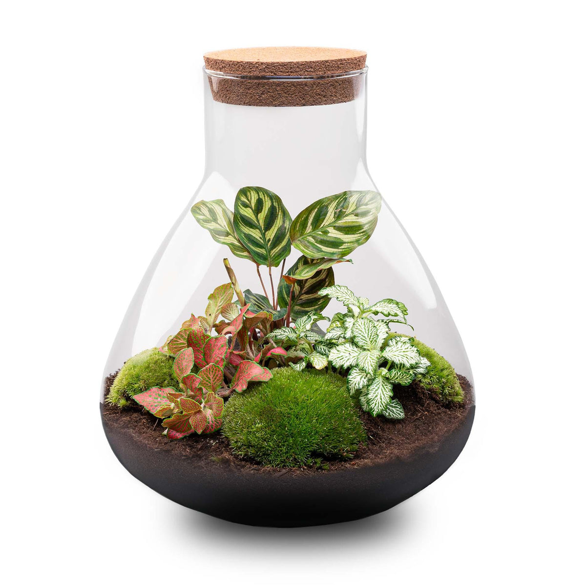 Productfoto van DIY terrarium Sam XL Red met licht, zonder gereedschap