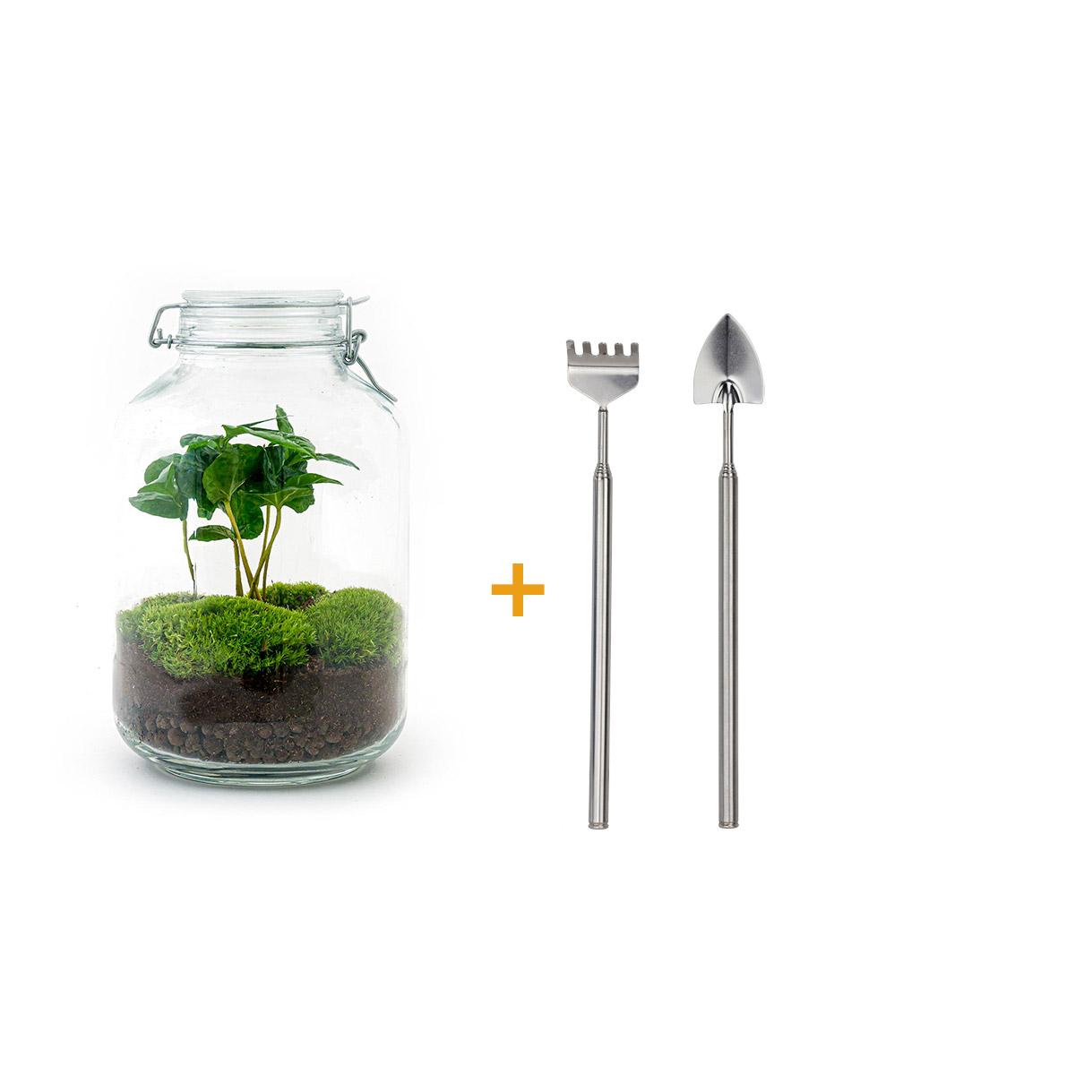 Detailfoto van DIY terrarium - Jar - Coffea Arabica - Met hark en schep