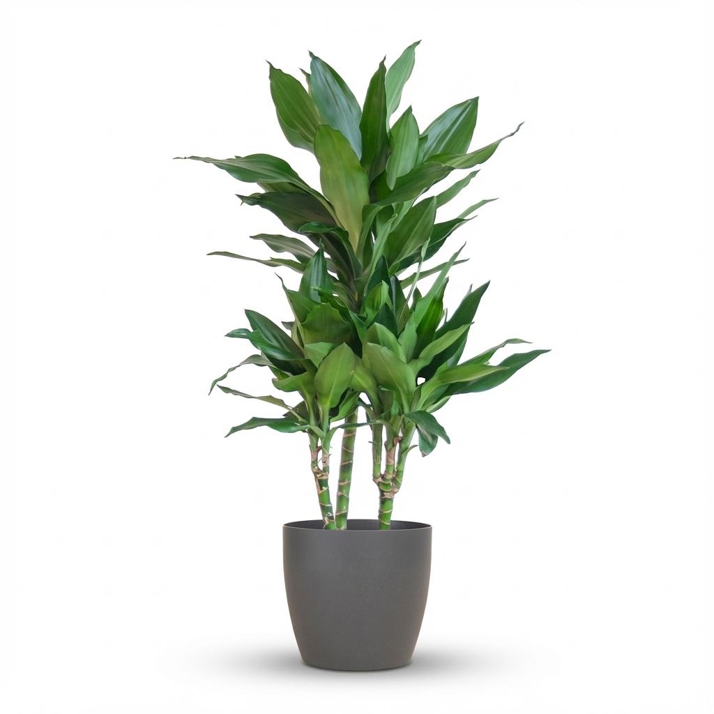 Dracaena Janet Lindt met grijze pot, detail van het blad
