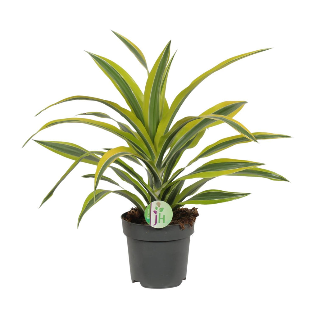 Productfoto van Dracaena Fragrans Lemon Lime