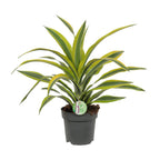 Productfoto van Dracaena Fragrans Lemon Lime