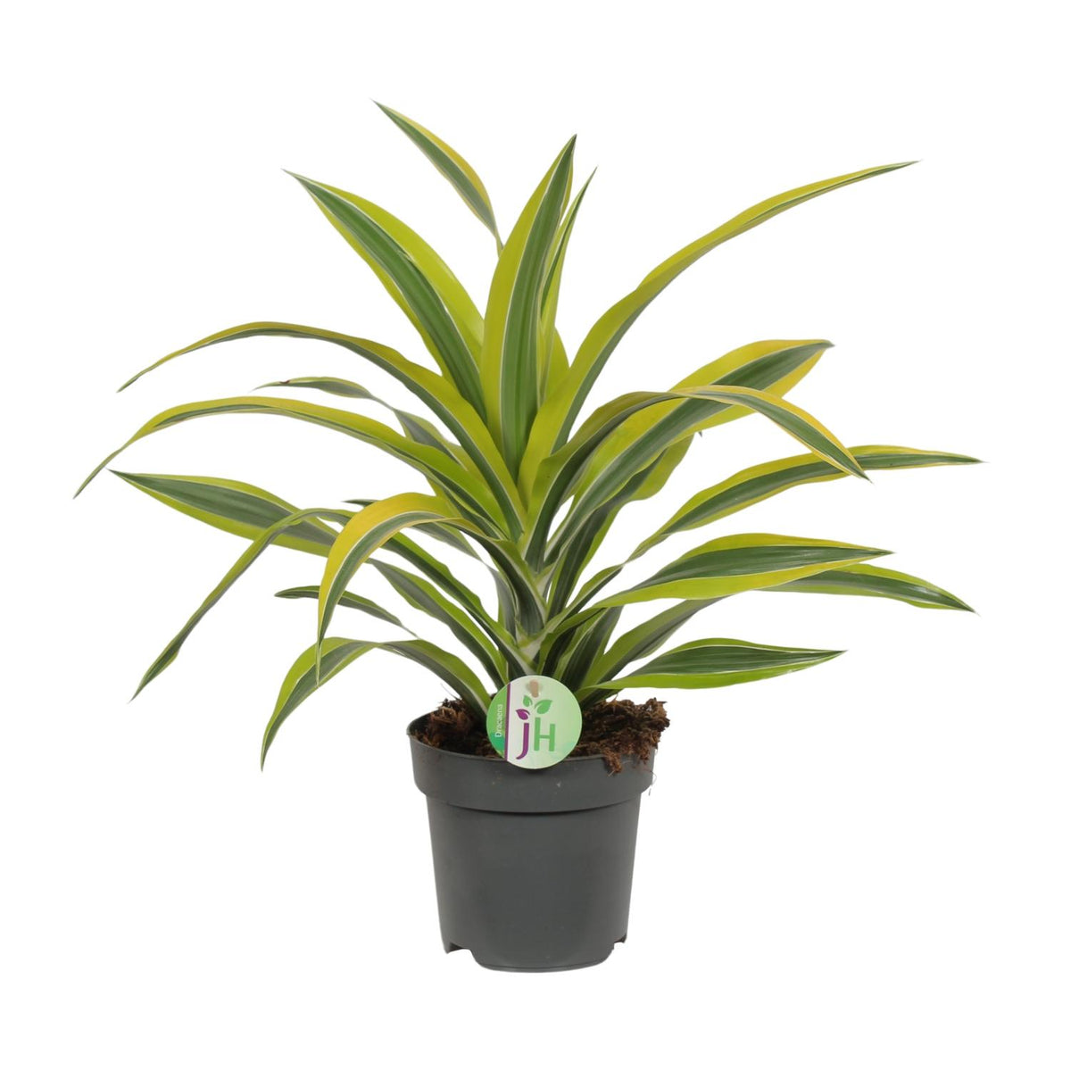 Productfoto van Dracaena Fragrans Lemon Lime