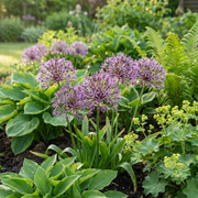Sterrenlook Allium christophii bloembollen, paars, foto 2