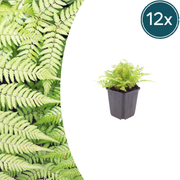 Dryopteris filix-mas