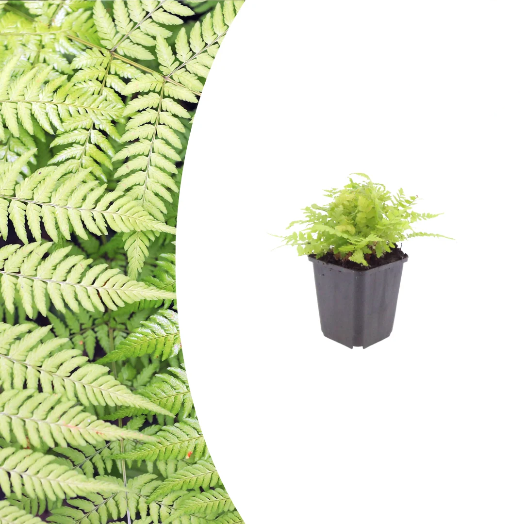 Dryopteris filix-mas, groene bladeren