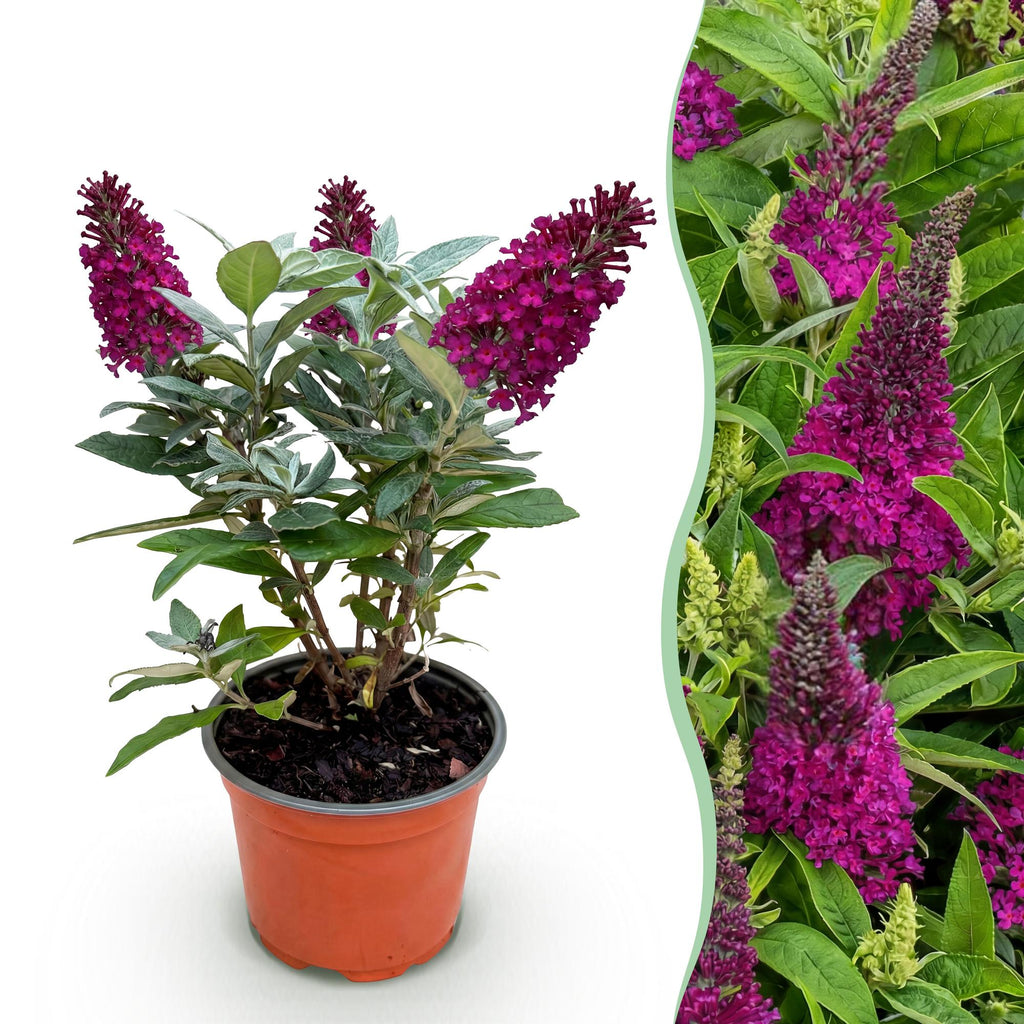 Vlinderstruik Butterfly Candy Little Ruby, compacte plant in kweekpot