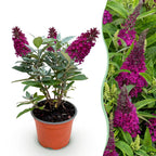 Vlinderstruik Butterfly Candy Little Ruby, compacte plant in kweekpot