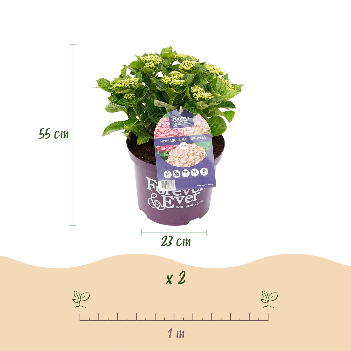 Hortensia Hydrangea Forever & Ever roze, groene bladeren