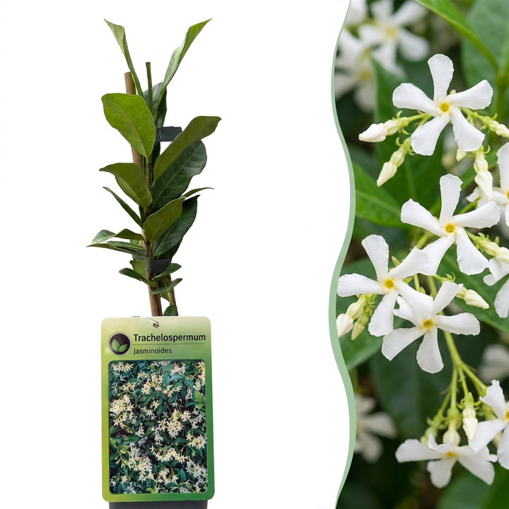 Trachelospermum jasminoides - sterjasmijn - set van 6 - Ø9 cm