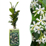 Trachelospermum jasminoides - sterjasmijn - set van 6 - Ø9 cm