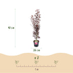Acer palmatum Atropurpureum, groene bladeren