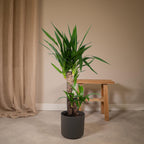 Yucca elephantipes, stekelig blad op stam, 85 cm hoog, plant in pot