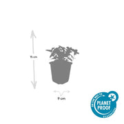 Cornus canadensis