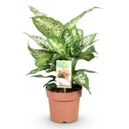 Diefenbachia Compacta, compacte kamerplant