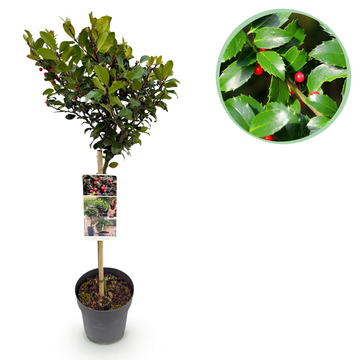 Ilex meserveae Blue Maid, detail van het blad