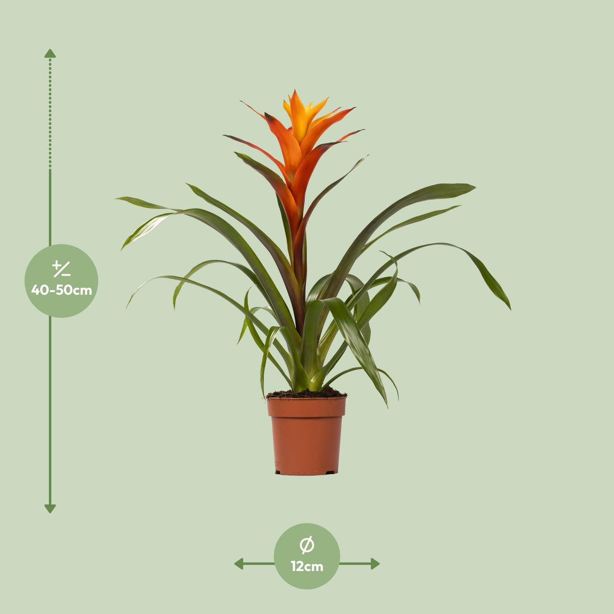 Detailfoto van Guzmania Variada