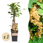 2x Bessenplant Witte Parel, plant in pot