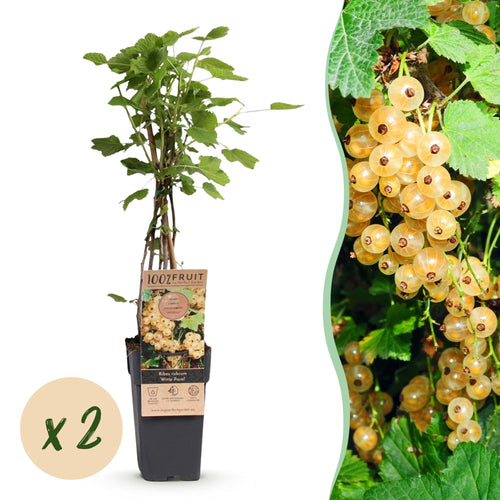 2x Bessenplant Witte Parel, plant in pot