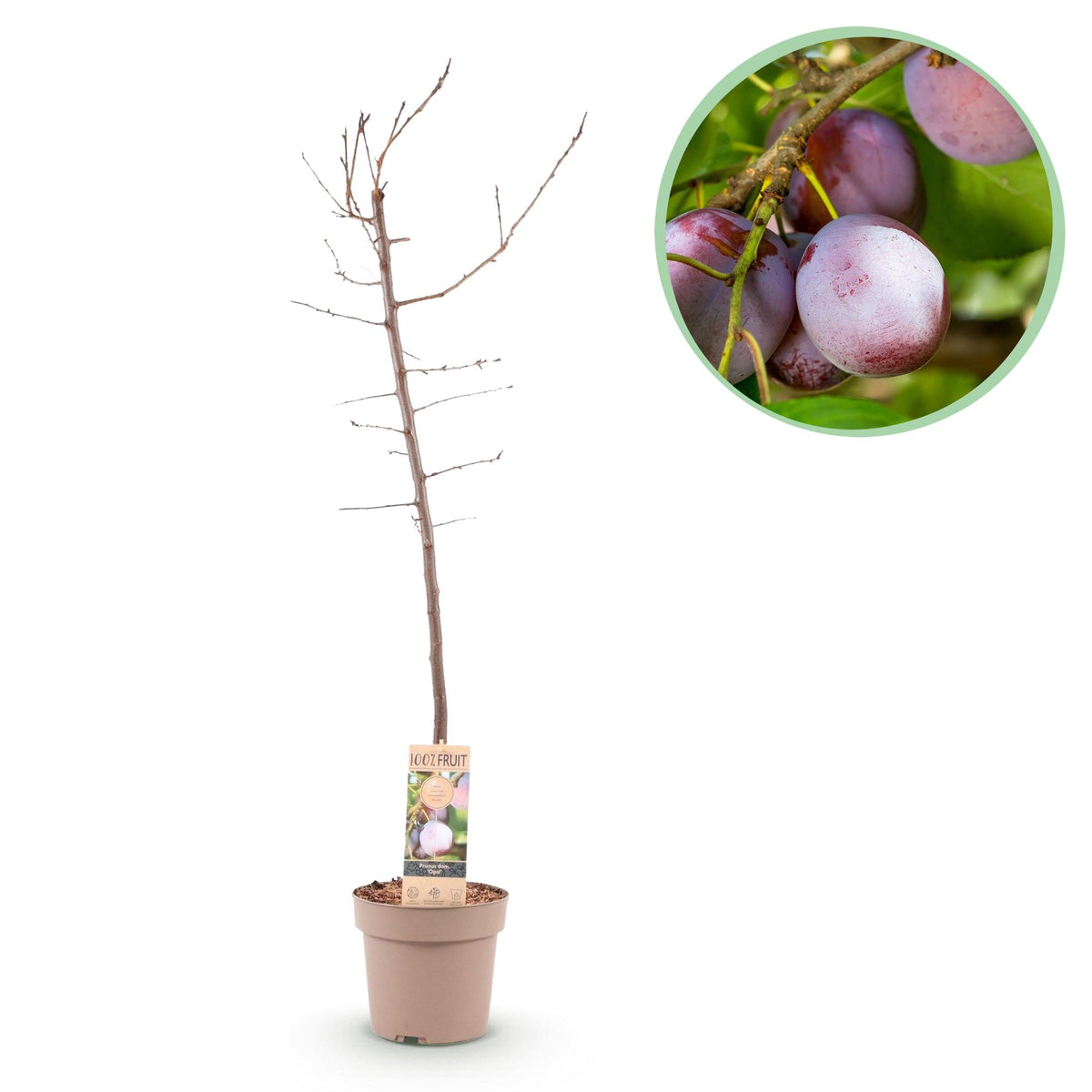 Prunus domestica Opal, detail van het blad