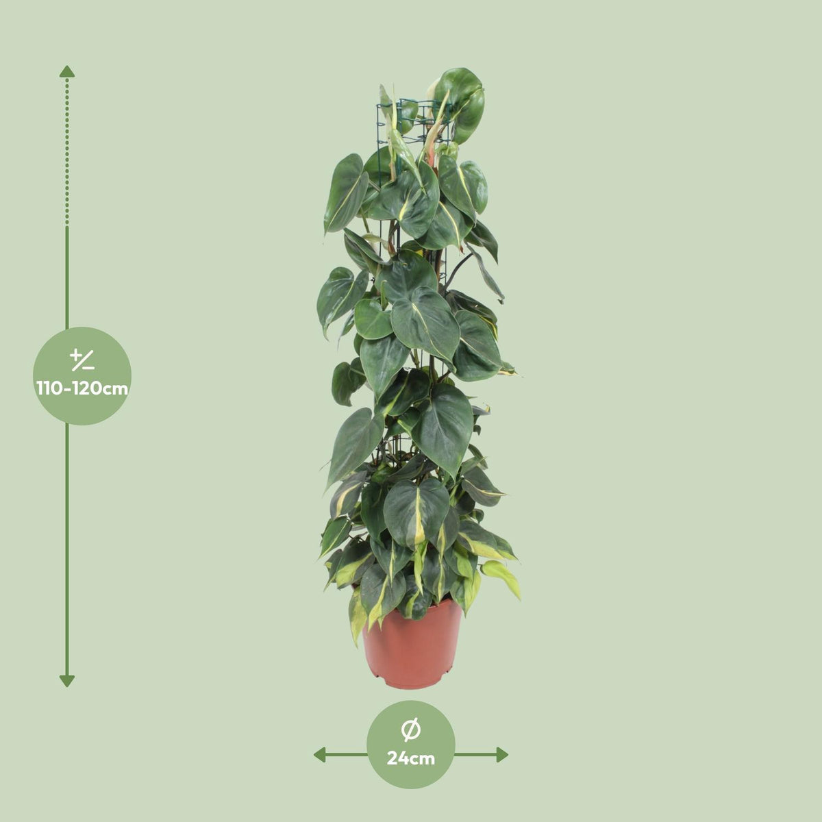 Philodendron Scandens Brasil, detail van het blad