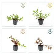 Persicaria aff. &