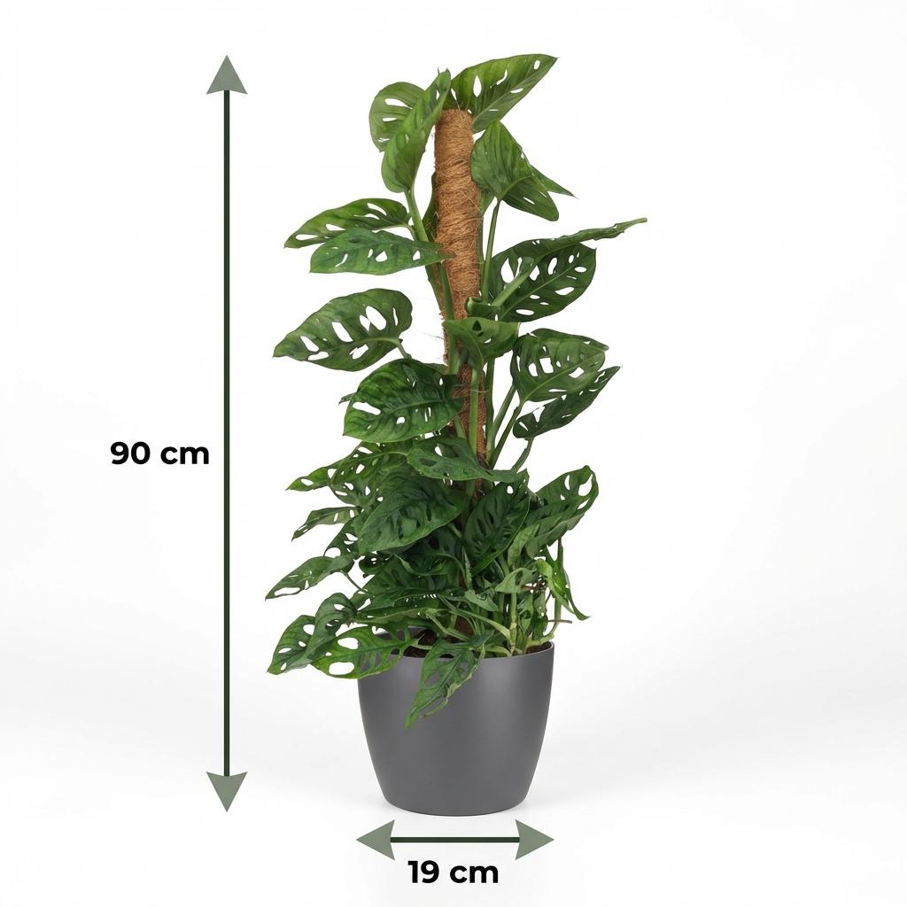 Monkey Mask (Monstera Adansonii Mosstok), gezonde plant