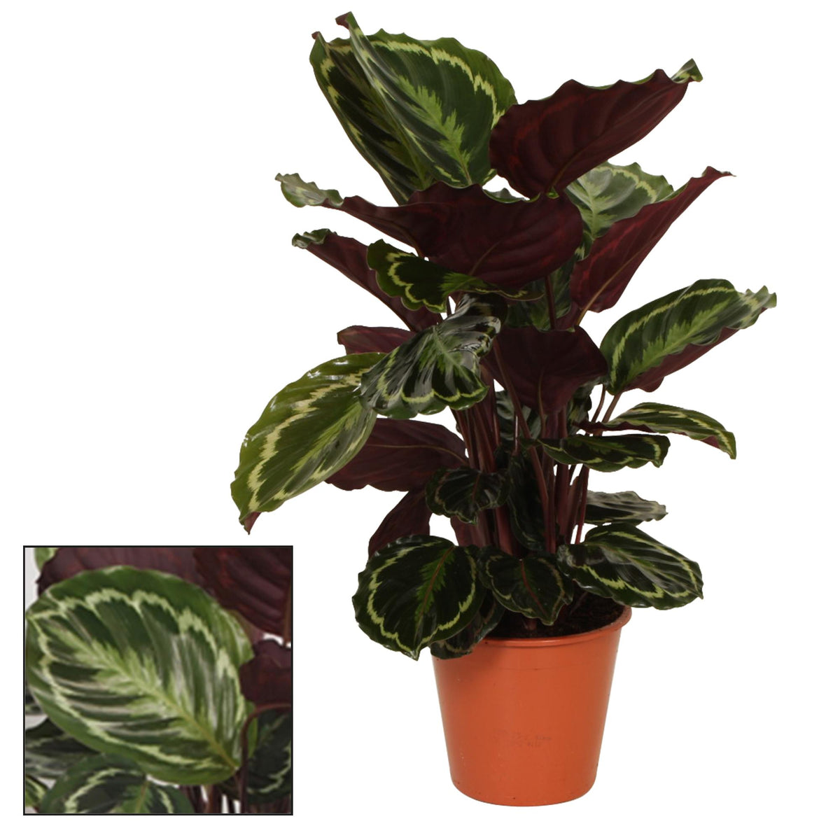 Productfoto van Calathea Medaillon
