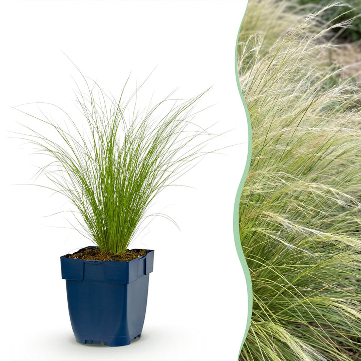 Stipa tenuissima Ponytails - Vedergras - Groenblijvend - Groen - 6 Planten