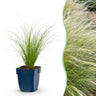 Stipa tenuissima Ponytails - Vedergras - Groenblijvend - Groen - 6 Planten
