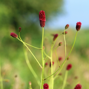 Sanguisorba o. &