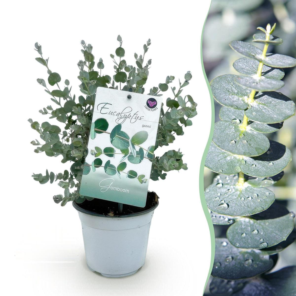 Eucalyptus gunnii, 30 cm hoog, geschikte tuinplant
