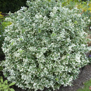 24x Euonymus fort. &