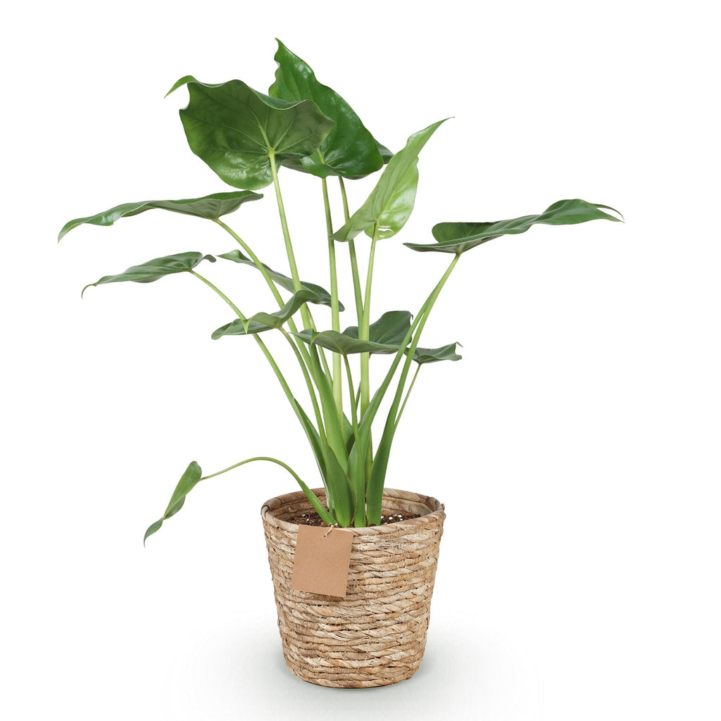 Alocasia Cucullata, kenmerkend blad