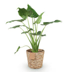 Alocasia Cucullata, kenmerkend blad