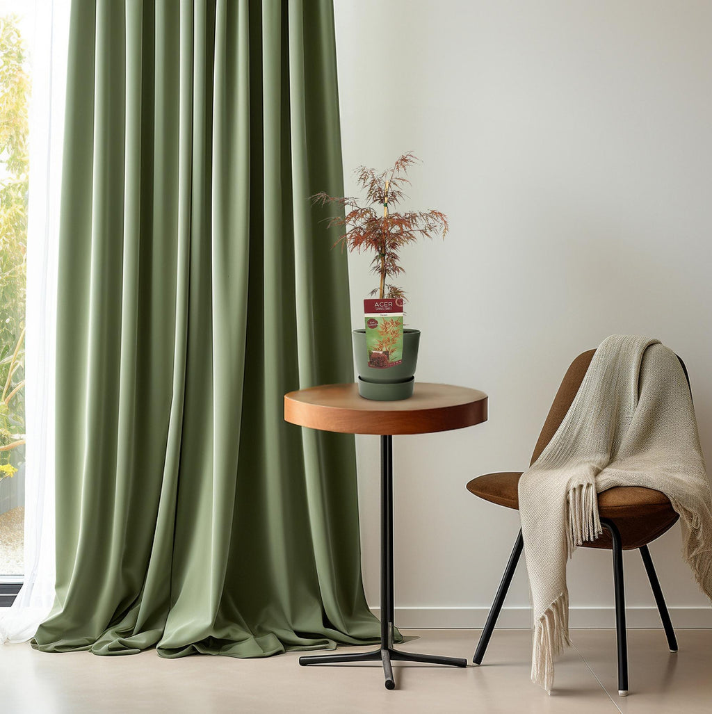 Productfoto van Acer palm. 'Garnet'