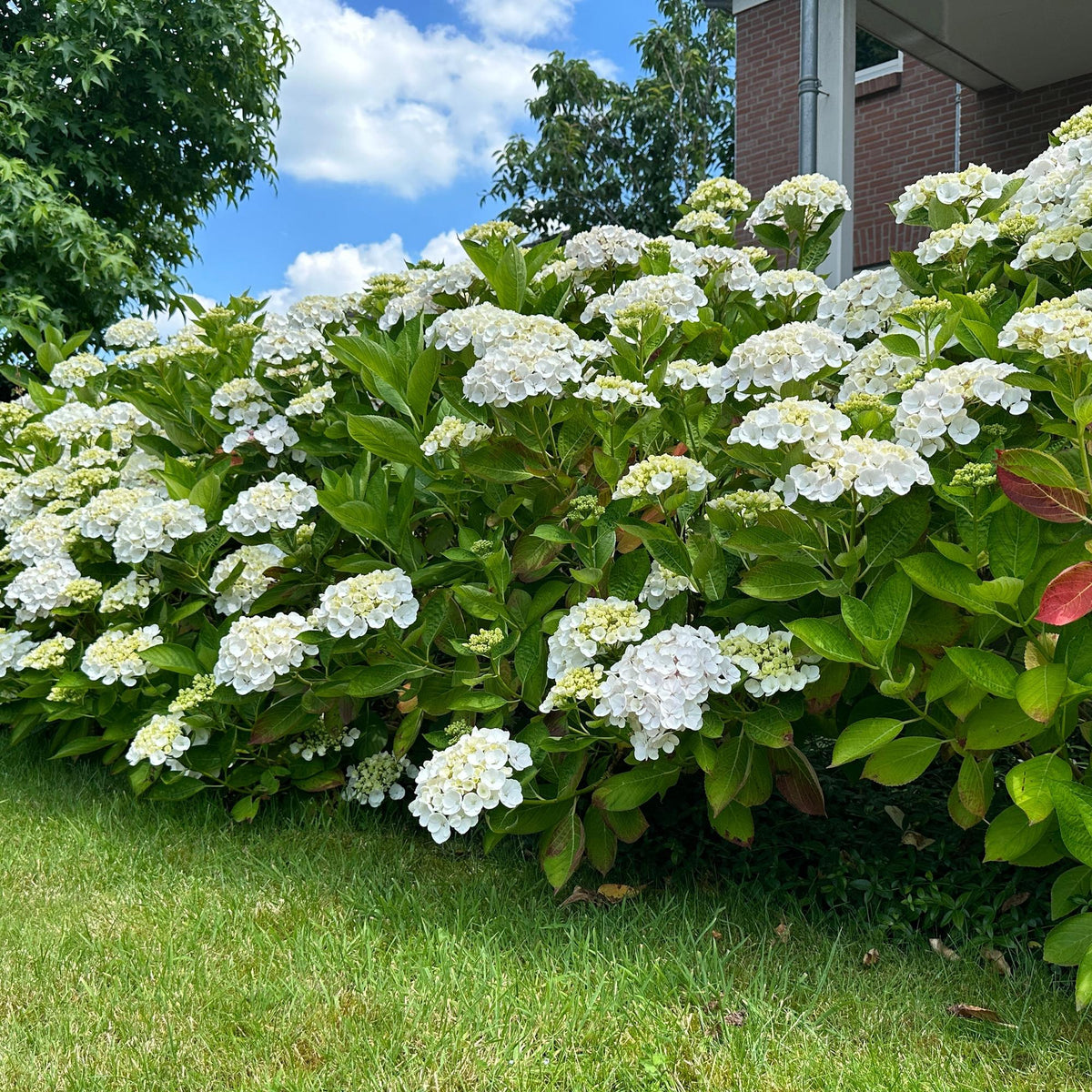 Hydrangea macrophylla Wit, groeiwijze van de plant