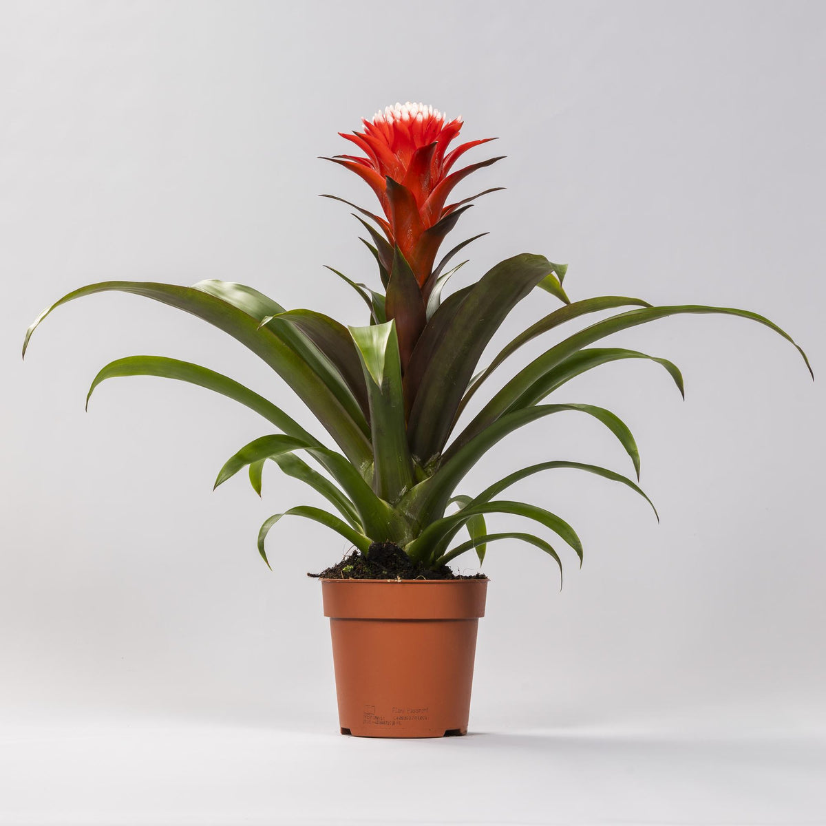Productafbeelding van Pureplant