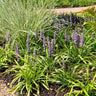 Liriope muscari 'Ingwersen', 25 cm hoog
