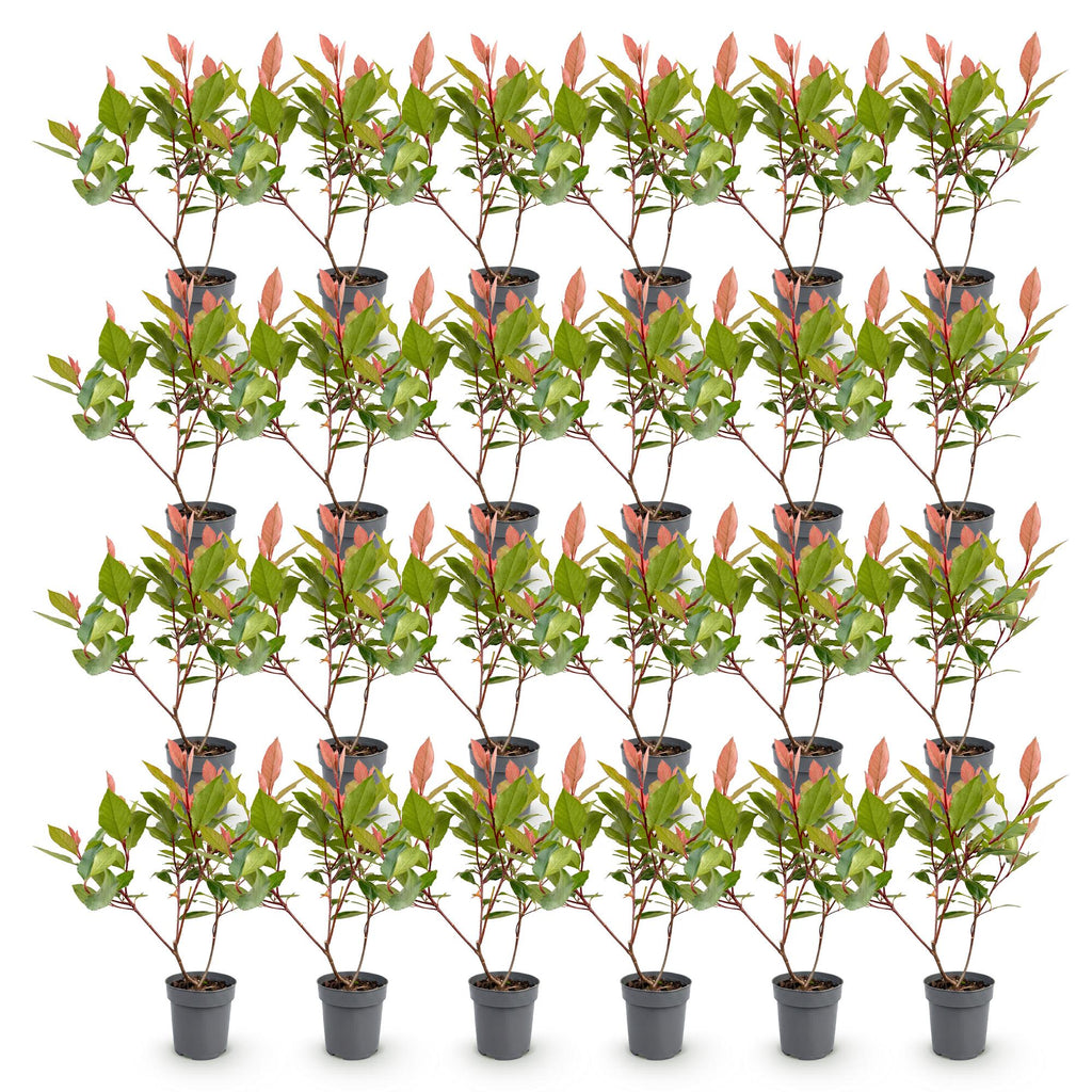 Photinia Little Red Robin, detail van het blad