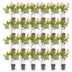 Photinia Little Red Robin, detail van het blad
