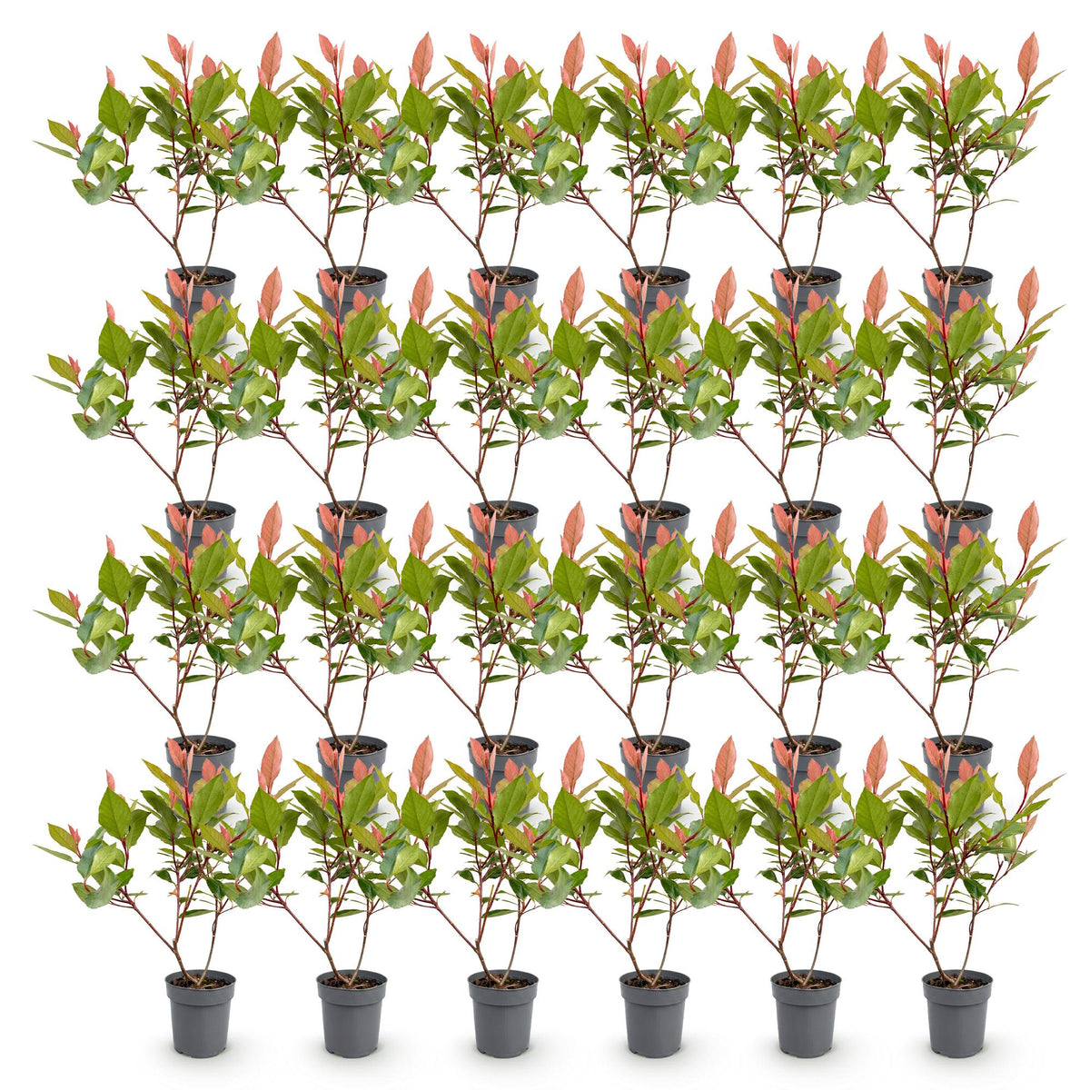 Photinia Little Red Robin, detail van het blad