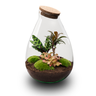 DIY Planten terrarium - Drop XL Palm - Zonder gereedschap