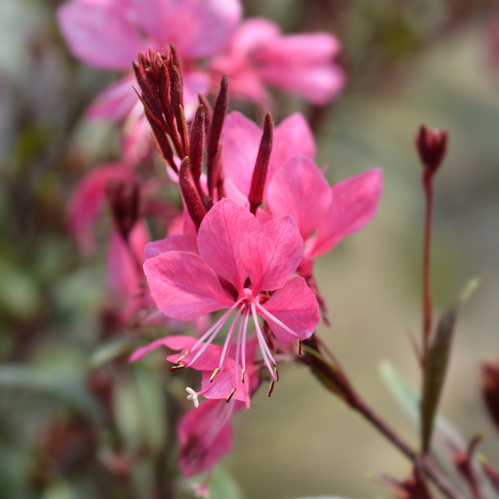 Gaura l. &